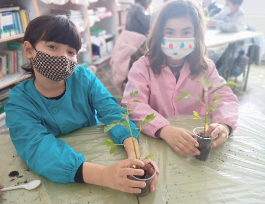 Projectes de l'alumnat de 4t de Primària: Plantar una tomaquera